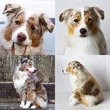 Pin On Animals