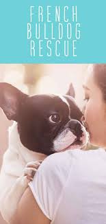 The french bulldog is a loving and affectionate dog breed that loves to play. French Bulldog Rescue Helping You Find Your Perfect Frenchie