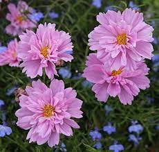 Pin On Amazing Flowers