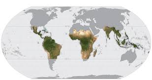 Tropical rainforests are located close to the equator between the tropic of cancer and the tropic of capricorn. Norway Funds Satellite Map Of World S Tropical Forests Bbc News