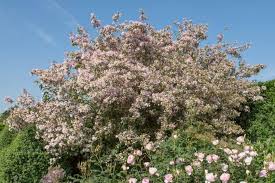 Image result for Kolkwitzia amabilis