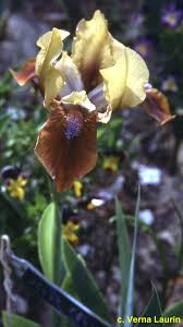 SdbJollyFellow < Sdb < Iris Wiki