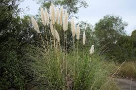 Did you scroll all this way to get facts about herbes de la pampa? Herbe De La Pampa Cortaderia Selloana Culture Entretien Semis