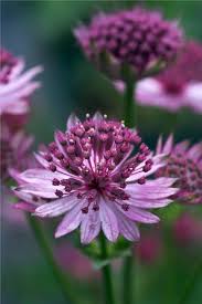 Image result for Astrantia major `Roma`