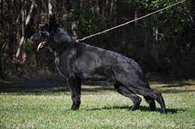 It is scientifically known that if all dog's were. Baysden German Shepherds Home