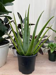 Image result for Aloe decurva
