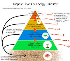 In particular, the biomass of consumers (copepods, krill, shrimp, forage fish). Energy Flow Ecology Wikipedia