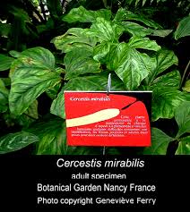 Image result for Cercestis congensis