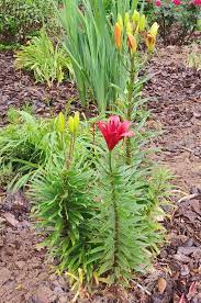 The species or common name of your plant. Asiatic And Oriental Lilies What Is The Difference