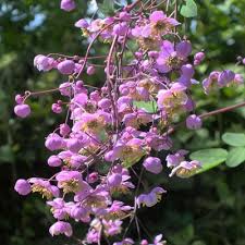 Assortiment du webshop (plantes vivaces) : Thalictrum Rochebrunianum Dorset Perennials