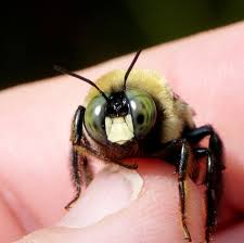 Bumble bee or carpenter bee: All Buzz No Sting Carpenter Bees Do Just What Their Name Suggests New York State Ipm Program