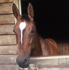 Laura Faye Back Showjumper