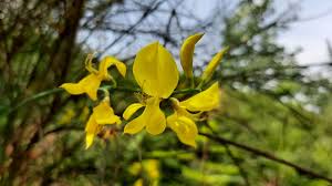 Image result for Aptosimum junceum