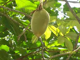 Image result for Lecaniodiscus