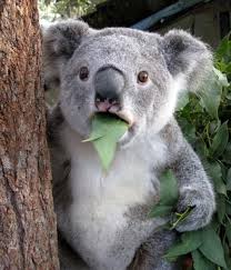Koala Ama Saskin Olani Komik Hayvan Koalas Komik