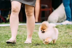 Los perros de raza pequeña, son muy tiernos e ideales para espacios reducidos como apartamentos, ya que es más fácil tenerlos en nuestros hogares, sin el miedo de que hagan grandes desastres. Alimentacion De Perros De Raza Pequena Blog Huellacanina Com