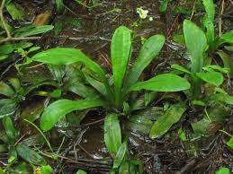 Image result for Fuirena sagittata