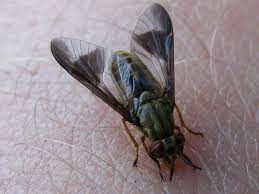 Check spelling or type a new query. Free Photo Deer Fly Animal Deer Fly Free Download Jooinn