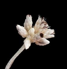 Image result for Helichrysum moggii