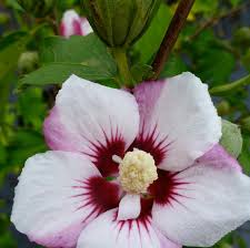 Image result for Hibiscus seineri