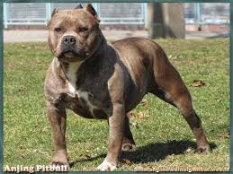 Pin Oleh Asta Di Cat N Pet Pitbull Terrier Anjing Pitbull Ras Anjing