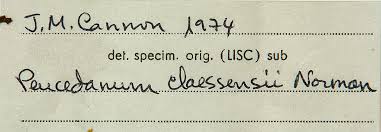 Image result for Afroligusticum claessensii