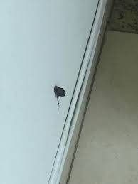 Reasons why your cat is pooping in the house. My Cat Pooped On The Wall And Then Smeared It All Over The House Because I Didn T Open The Bathroom Door While Pooping Is This Normal Is She Just Trying To Get