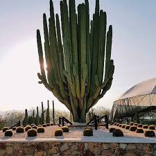 Biggest cactus in the world. 500 Cactus Inspiration Ideas Cactus Succulents Decor Cacti And Succulents