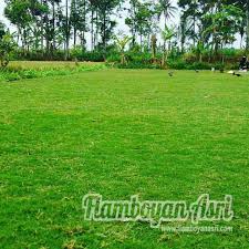 Harga jual rumput gajah mini surabaya tahun 2020 klik daftar harga; Jual Rumput Taman Gajah Mini Harga Murah Surabaya Tukang Taman Surabaya Jasa Taman Surabaya