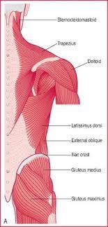 Striated Muscle Muscle Definition Medical Dictionary Skeletal Muscle