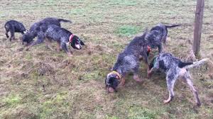 Learn about character, temperament, size, appearance, history, and health. á Griffon Bleu De Gascogne Rassebeschreibung Mit Video Guter Hund De