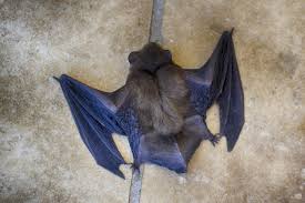 This pest control guide will cover how you can get rid of bats naturally and drive them out of your house bat squeaking. How Do You Get A Bat Out Of Your House