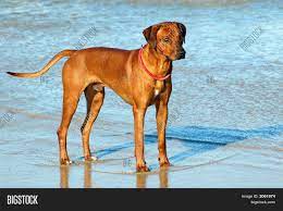 We did not find results for: Rhodesian Ridgeback Image Photo Free Trial Bigstock