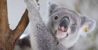 But can they be raised as pets? News Currumbin Wildlife Sanctuary