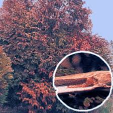 Le cupressocyparis leylandii est un conifère parfait pour former une belle haie persistante, compacte et dense. Brunissement Du Feuillage Des Thuyas Le Jardinoscope Cote Pratique Les Bons Gestes A Faire Au Jardin