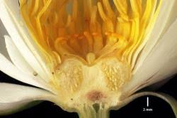 Image result for Lankesteria alba