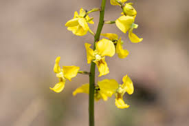 Image result for Eulophia angolensis