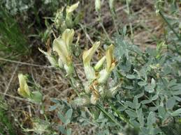 Image result for Dichilus reflexus