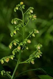 Image result for Rinorea