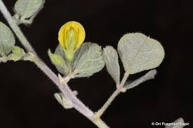 Image result for Rhynchosia resinosa