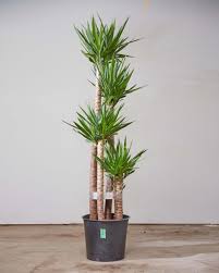 Image result for Yucca gigantea