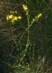 Image result for Sebaea brachyphylla