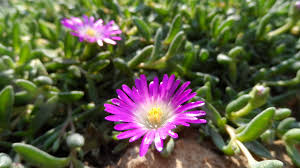 Image result for Delosperma spp.