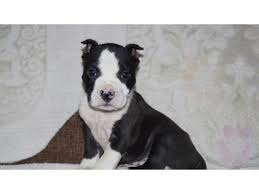 Black pit bull terriers for sale. Black And White American Pitbull Pups For Sale Call 9999708699 South Delhi Dogs For Sale Adopt Buy Sell Kci Certified Puppies Online