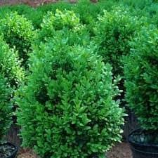 Hi all, i have heard that it is pretty common for boxwood leaves to yellow over the winter. Protecting Boxwoods From Winter Damage Landscape Design Installation Maintenance And Native Plant Nursery Lauren S Garden Service