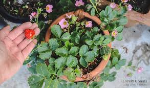 Strawberry are easy to grow in pots, containers, raised bed or in the garden. The Best Way To Plant A Strawberry Pot Lovely Greens
