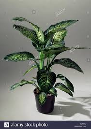 Dumb Cane Dieffenbachia Amoena Araceae Stock Photo Stock Photos Dumb And Dumber Cactus Plants