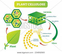 We did not find results for: Plant Cellulose Vector Photo Free Trial Bigstock
