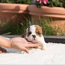 He is growing fast and turning into a wonderful keebler is adorable, just look at those green eyes and those one of a kind ears! Benita Classic Teacup English Bulldog Microteacups