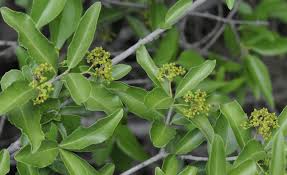 Image result for Gymnosporia heterophylla